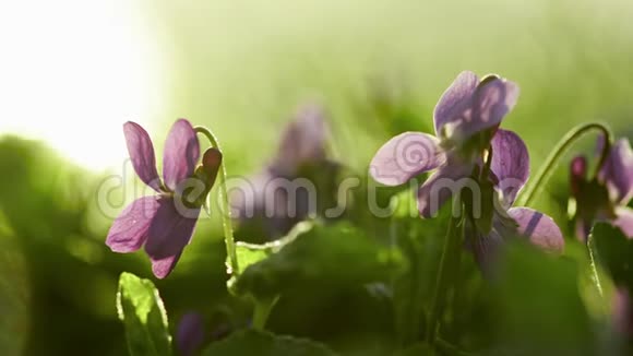 紫薇在春天盛开视频的预览图