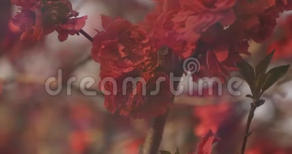 梦中的红樱花在春天白天特写视频的预览图