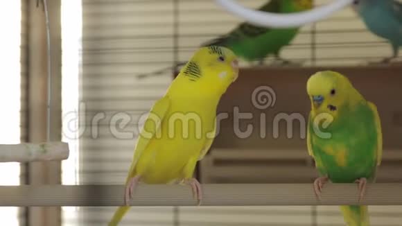 两只鹦鹉笼子视频的预览图