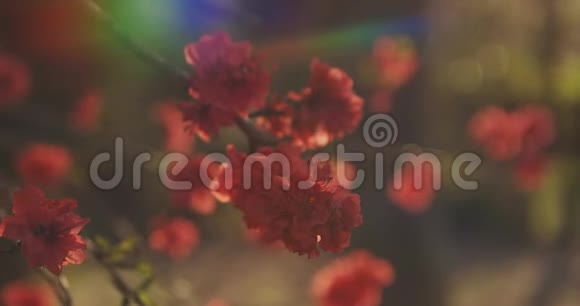 梦幻般的红樱桃花春日中景视频的预览图