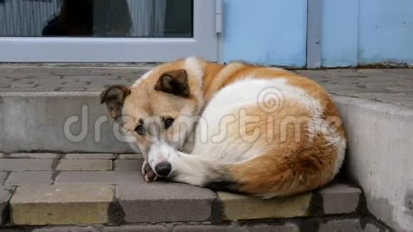 孤独可爱的红色与白色羊毛杂种街狗躺在台阶上的房子楼梯特写镜头视频的预览图