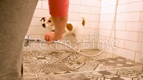 女洗小狗轻现代浴室漫步视频的预览图