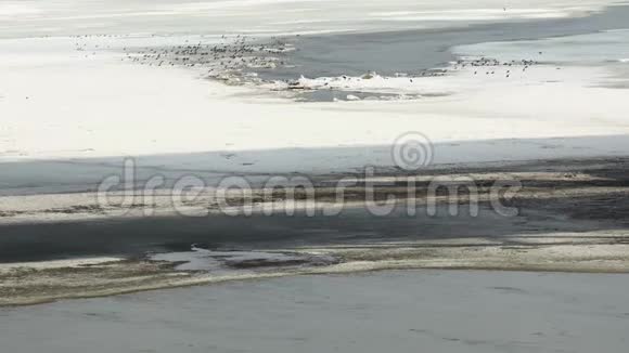在流动的水的背景下一群鸟儿在漂流的冰上视频的预览图