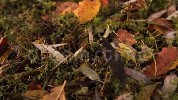 自然的塑料污染一次性塑料板落在草地上视频的预览图