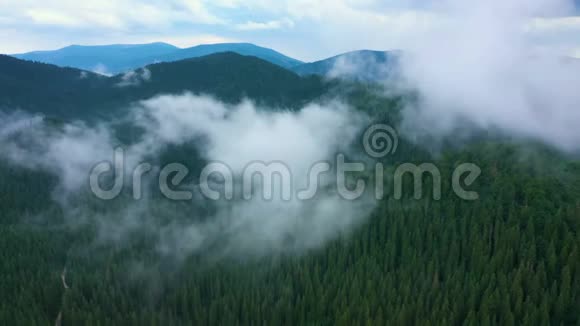 美丽的山谷和多云的傍晚松林视频的预览图
