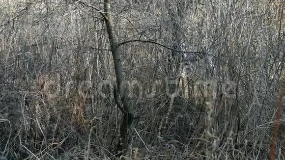 干燥的灌木和树木没有树叶在森林或公园往右边跑冬季死亡的抽象背景视频的预览图