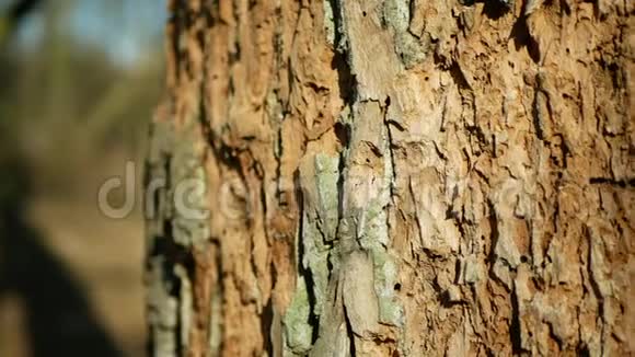 橡树皮林干旱干燥细节特写落叶攻击欧洲甲虫害虫木质部专著视频的预览图