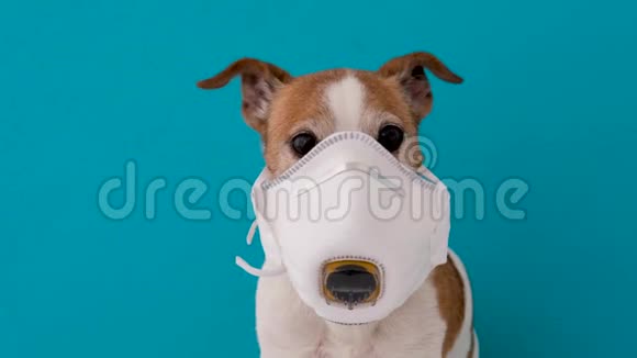 狗狗戴医用口罩以防感染视频的预览图