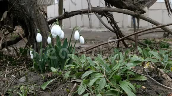 白色的小春花雪珠或普通的雪珠是春天的象征在后院或花园里视频的预览图