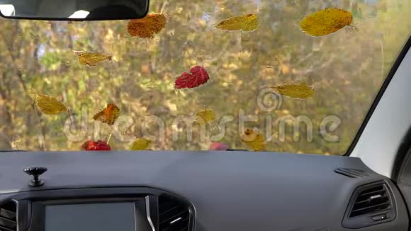 车内观秋林天气晴朗视频的预览图