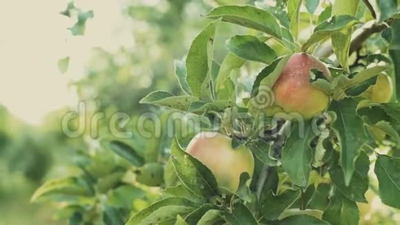 花园里一棵树上的红苹果苹果丰收视频的预览图