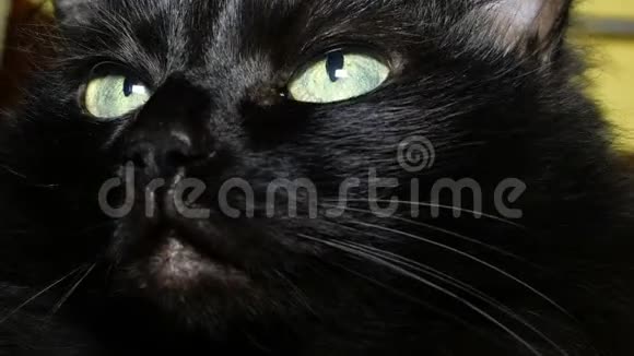 黑色家猫的肖像扭过头环顾四周特写镜头视频的预览图