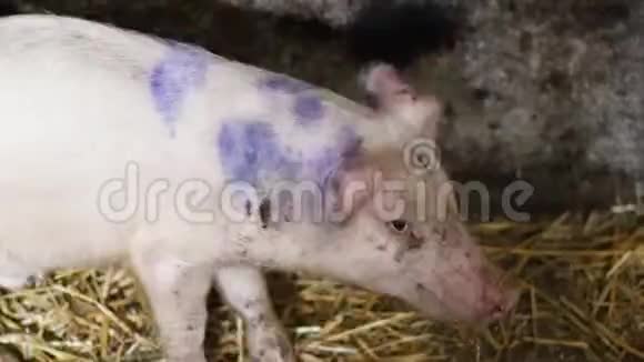 小猪在牲畜农场视频的预览图