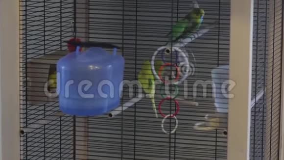 一只鹦鹉在笼子里飞翔视频的预览图