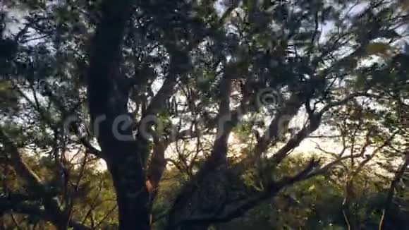 森林里美丽的大树树叶和树枝在日出时摇曳视频的预览图