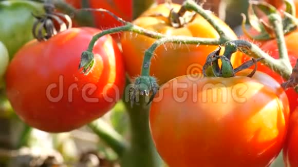 植物上的成熟番茄果实在花园里收获西红柿视频的预览图