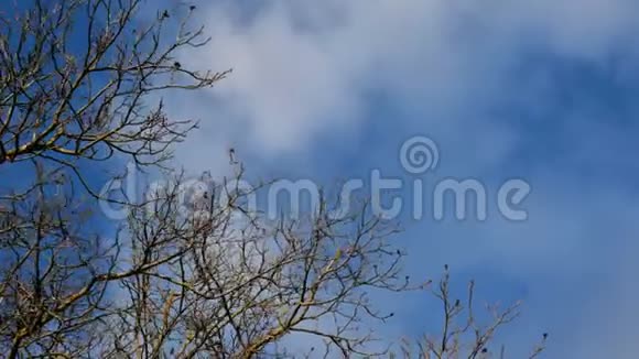 在晴朗的天气里没有树叶的大树的枝干在风中随风摇摆在蓝天上有云环境优美视频的预览图