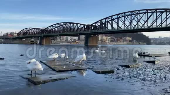捷克共和国布拉格的斯米乔夫河岸上的天鹅和海鸥视频的预览图