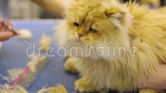 宠物美发沙龙里的猫美容理发师猫视频的预览图