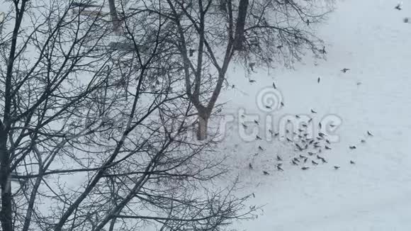 鸟儿在城市里过冬在阴天下雪时寻找食物视频的预览图