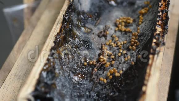 糖袋三角蜜蜂澳大利亚本土无刺蜂蜂群视频的预览图