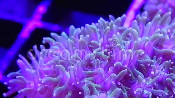加拉夏珊瑚慢盘宏观视频的预览图