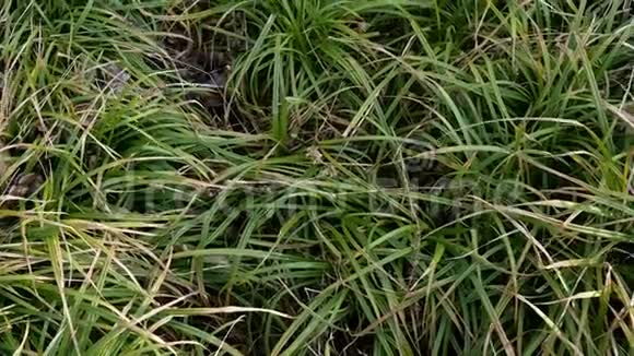 绿草在风中摇曳长草在农场或田野上摆动抽象的自然背景向右转关闭视频的预览图