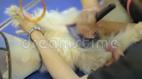 女手梳长发上一猫胃桃色视频的预览图