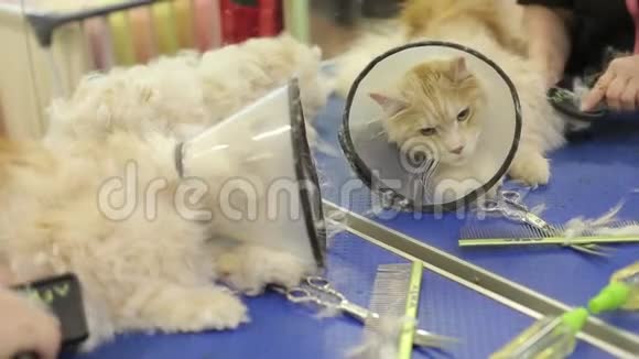 宠物美发沙龙里的猫美容理发师猫视频的预览图