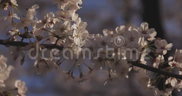 影樱花在春天的白天视频的预览图