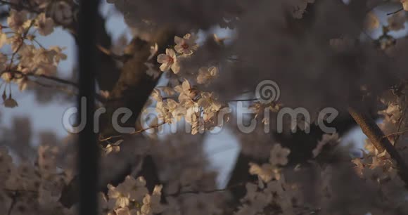 影樱花在春天的白天视频的预览图