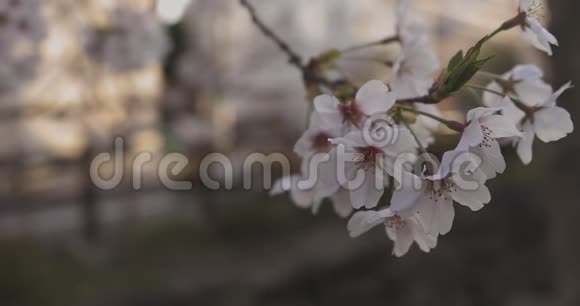 春季樱花日间特写视频的预览图