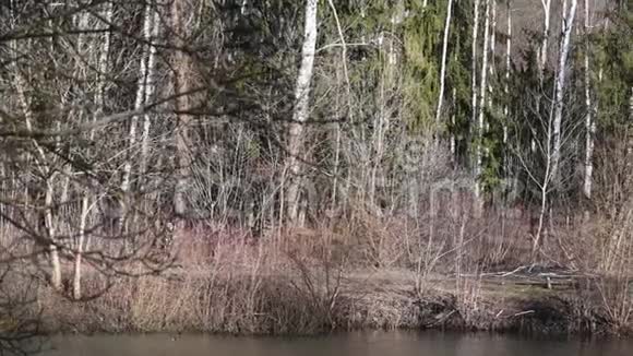 在湖岸的森林公园里奔跑的无法辨认的男性视频的预览图