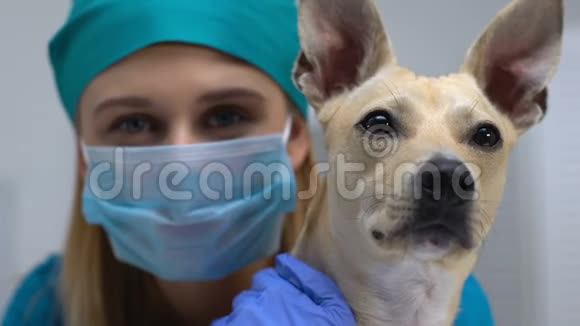 戴口罩的女兽医抱着狗看相机宠物治疗护理视频的预览图