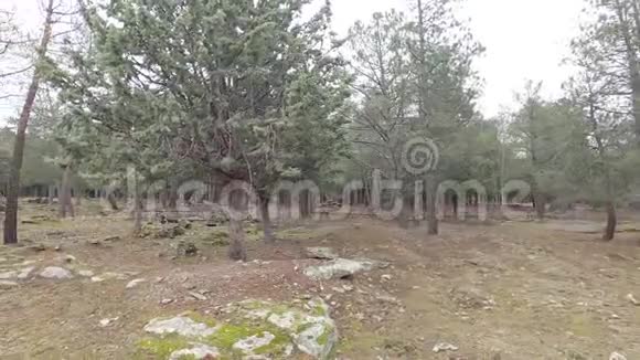 360张森林内空地的慢镜头视频的预览图