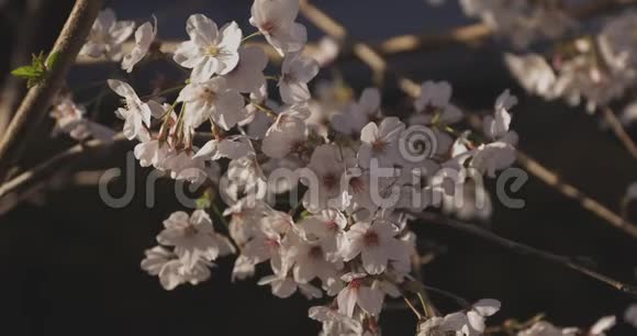 影樱花在春天的白天视频的预览图