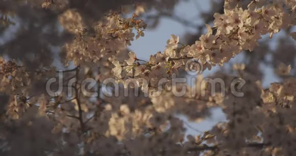 影樱花在春天的白天视频的预览图