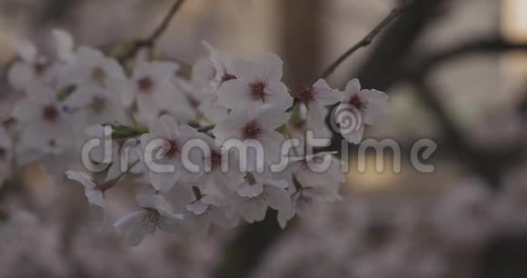 春季樱花日间特写视频的预览图