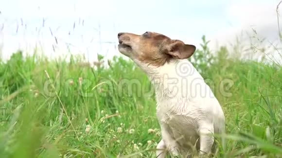 一只长着大耳朵的小猫狗它的头向上移动视频的预览图