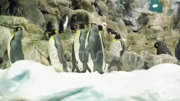 一群企鹅在雪地里行走视频的预览图