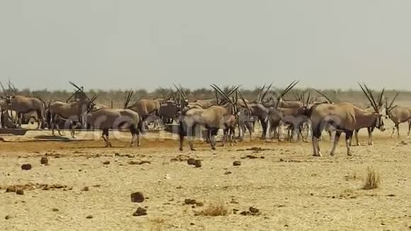 纳米比亚的奥瑞克斯牛群视频的预览图