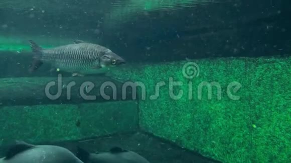 大鱼在水族馆里游泳视频的预览图