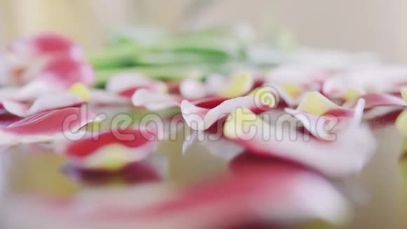 大片花瓣浪漫的粉红色郁金香礼物母亲节的节日在桌上视频的预览图