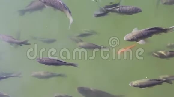 鲫鱼在池塘的绿水中成群游动视频的预览图