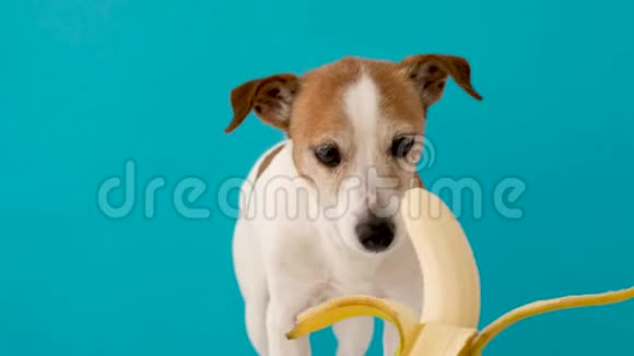 可爱的狗不肯吃香蕉视频的预览图