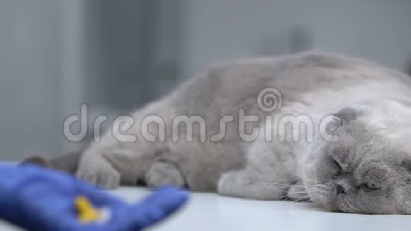 手拿手套药片猫躺在背景上宠物药物维生素视频的预览图