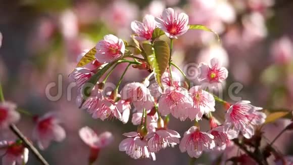 粉红色的樱花樱花喜马拉雅樱花在风中摇曳视频的预览图