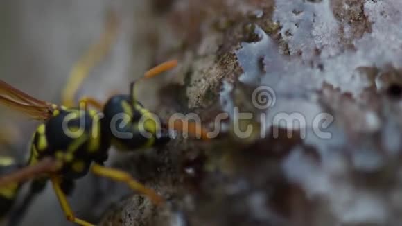 黄蜂吃透明蜂蜜柔和专注特写视频的预览图