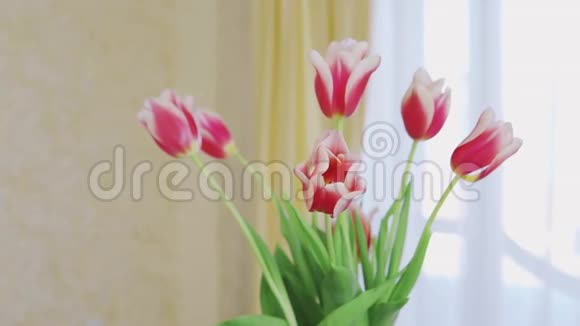 室内阳光背景下花瓶内郁金香花束的特写视频的预览图