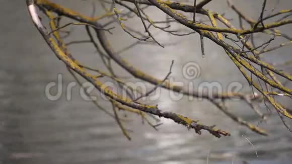 寒秋的风摇晃光的三枝江水视频的预览图